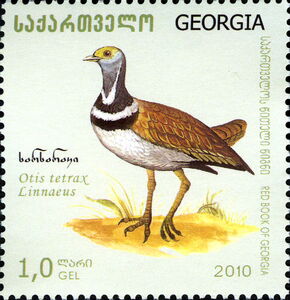 Little BustardĀ (Tetrax tetrax)